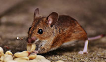 24 Hour & Emergency Exterminators in New Wilmington, PA